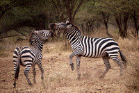 Horsing Around With Stripes