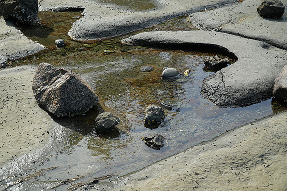 Horseshoe Tide Pool