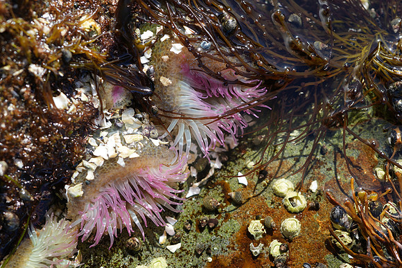 The Anemonies