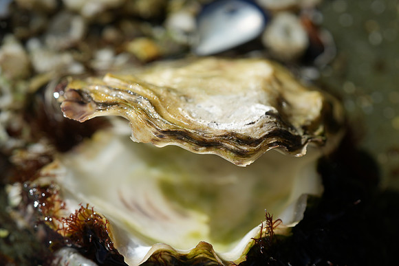 Open Oyster