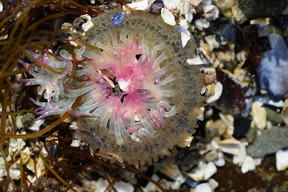 Lone Anemonie