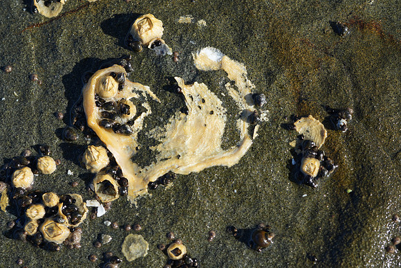 Shell of Hearts