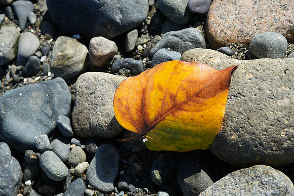 Lone Leaf