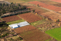 Blueberry Fields Forever