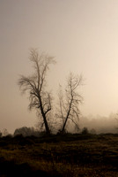 Barren Trees in Fog