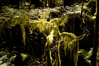 Hanging Moss