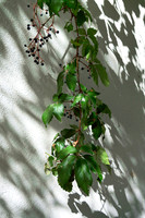 The Lonely Grapevine