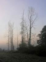 Trees in the Early Fog