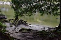 Uprooted
