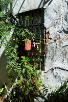 A Single Flower Pot