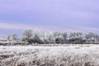 Frosy Field