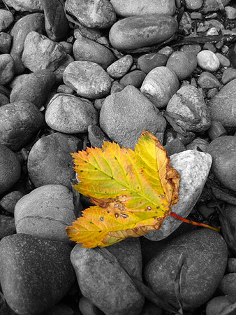 Single Leaf