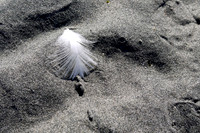 Single Feather