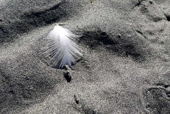 Single Feather