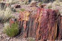 Petrified Wood