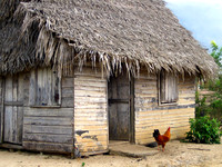 Lone Rooster