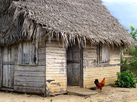 Lone Rooster