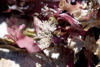 Purple Seaweed