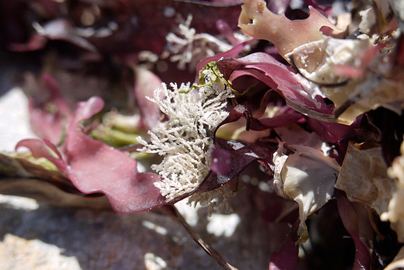 Purple Seaweed