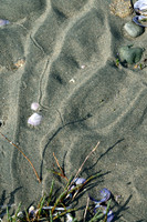 A Flower in the Sand