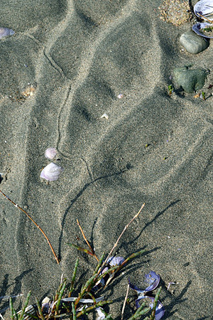 A Flower in the Sand