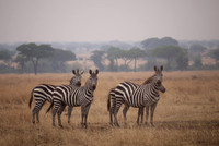 Zebra Zeal