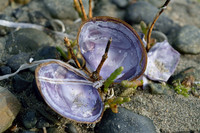 Empty Shell
