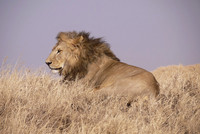 Lion on the Lookout
