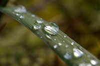 Grass Eye