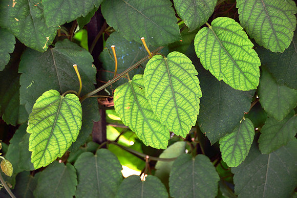 Four Leaves