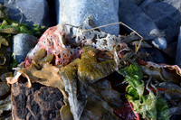 Seaweed Salad