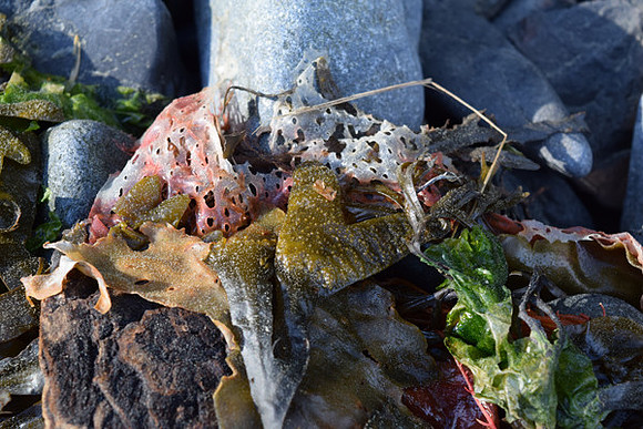 Seaweed Salad