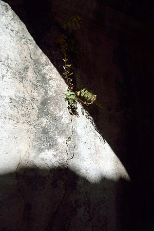 The Fern Leaf