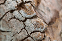Cracked Bark