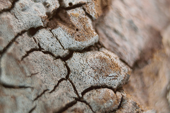 Cracked Bark