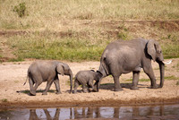 Follow the Leader