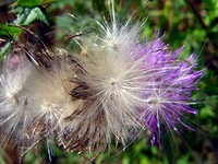 Dandelion Flowers