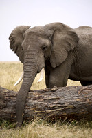 Trunk to Trunk