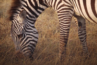 Breakfast on the Serengeti