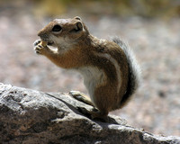 Chipmunk and the Cracker