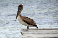 Pelican