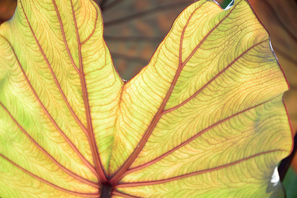Veins