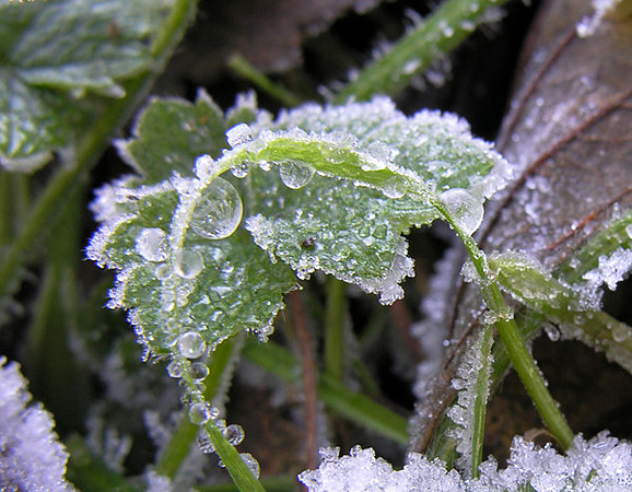 Frosted Leaf