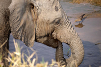 A Drink From the River
