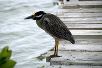Heron Chillin on the Dock