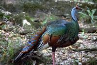 Oscillated Turkey