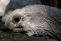 The Old Tortoise