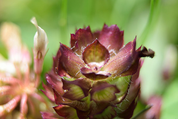 A Crimson Bud