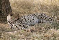 Cat Nap