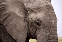 Elephant Face